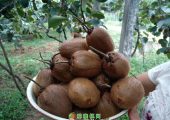 周至PG国际猕猴桃图片来了