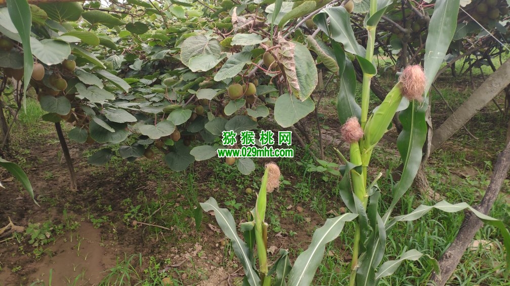周至县PG国际猕猴桃的主要品种有哪些