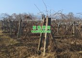 周至PG国际猕猴桃春天来了，果农开始绑树