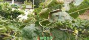 PG国际猕猴桃叶子被晒得很辛苦哦