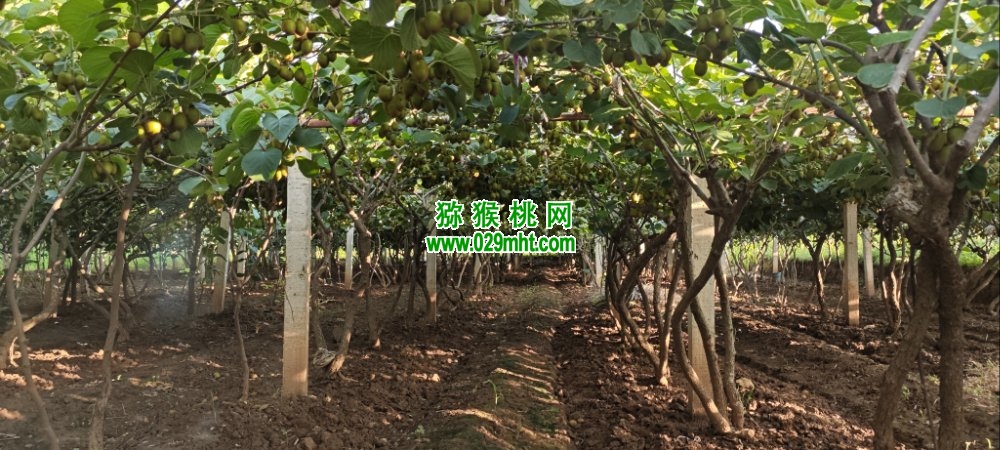 PG国际 ce809