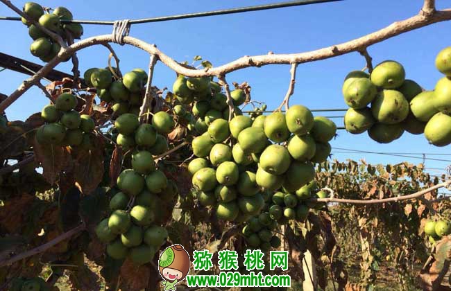 软枣PG国际猕猴桃多少钱一斤