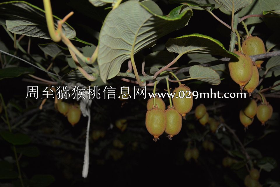 夜拍PG国际猕猴桃.jpg