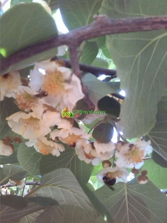 <a href=http://www.summer2018.cn/zhouzhimihoutao/ target=_blank class=infotextkey />周至PG国际猕猴桃</a>花开果农采集花粉