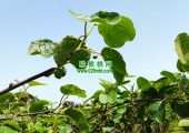 周志PG国际猕猴桃果农要不要买猕猴花粉