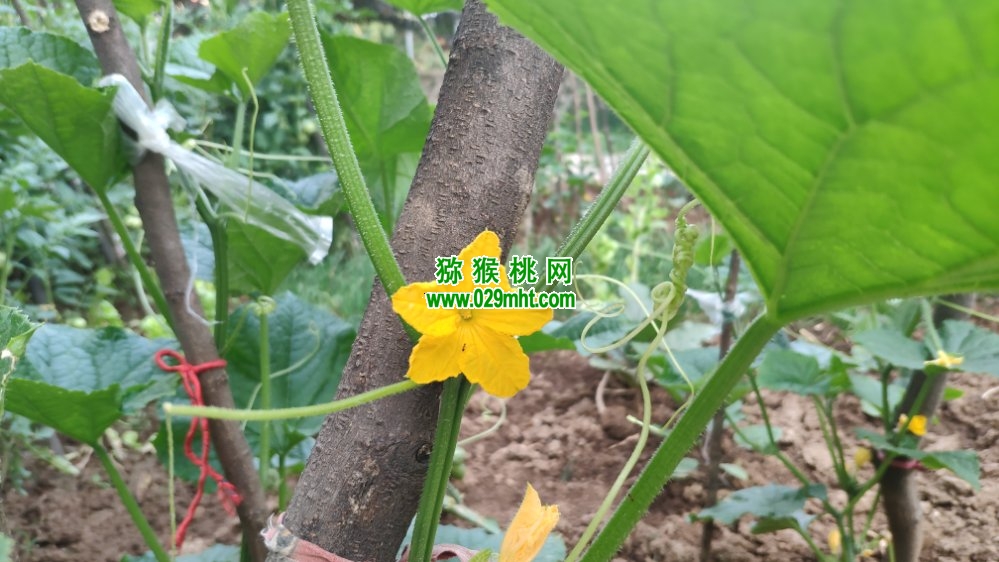 PG国际 8267f