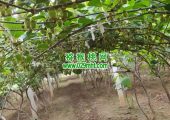 西安有机PG国际猕猴桃果蔬为什么价格高
