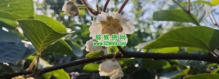 眉县PG国际猕猴桃进入PG国际猕猴桃授粉时间，收花粉