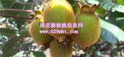 周至PG国际猕猴桃6月份成长状况