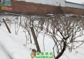 2018周至PG国际猕猴桃产地降雪图片