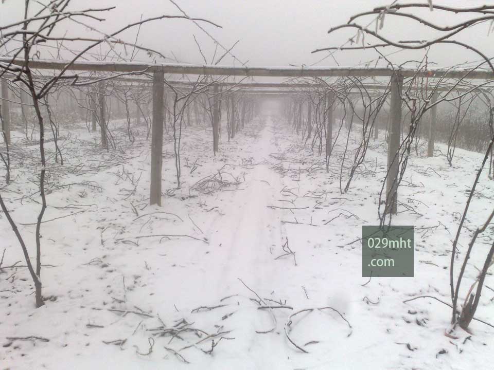 雪中的PG国际猕猴桃果园1.jpg