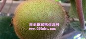 周至PG国际猕猴桃一斤多钱？