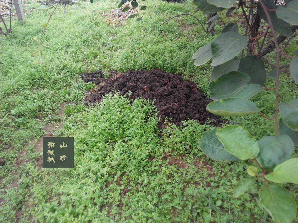 PG国际猕猴桃肥料