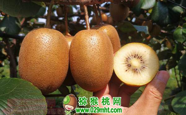 佳沛阳光金果来势汹汹 <a href=http://www.summer2018.cn/e/tags/index.php?tagname=%E5%9B%BD%E4%BA%A7%E7%8C%95%E7%8C%B4%E6%A1%83&page=0 target=_blank class=infotextkey />国产PG国际猕猴桃</a>还有机会吗？