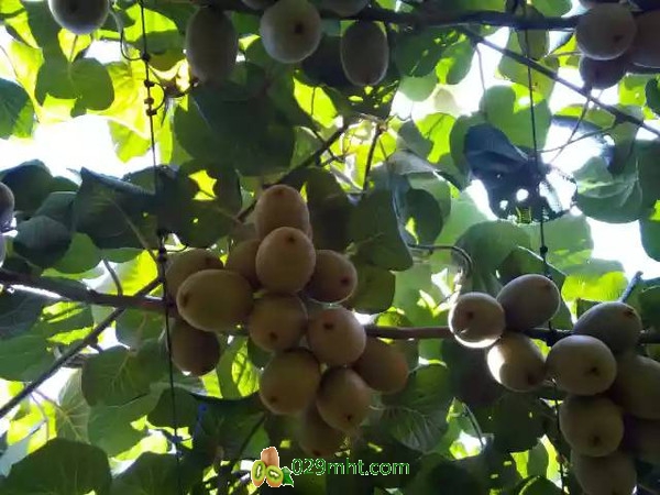 PG国际官方网站图片
