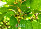 周至PG国际猕猴桃近期在搬侧花