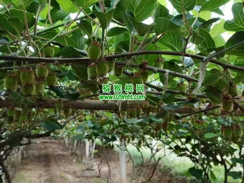 PG国际 032fb