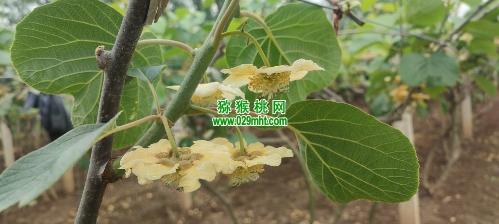 PG国际 f8447