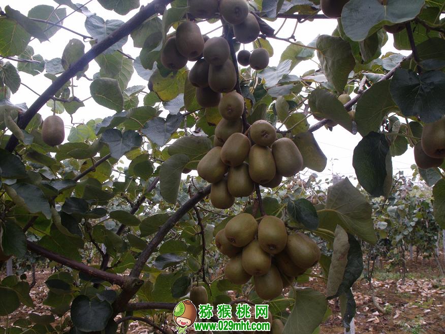PG国际 cc66c