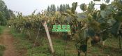 西安市周至县有机PG国际猕猴桃