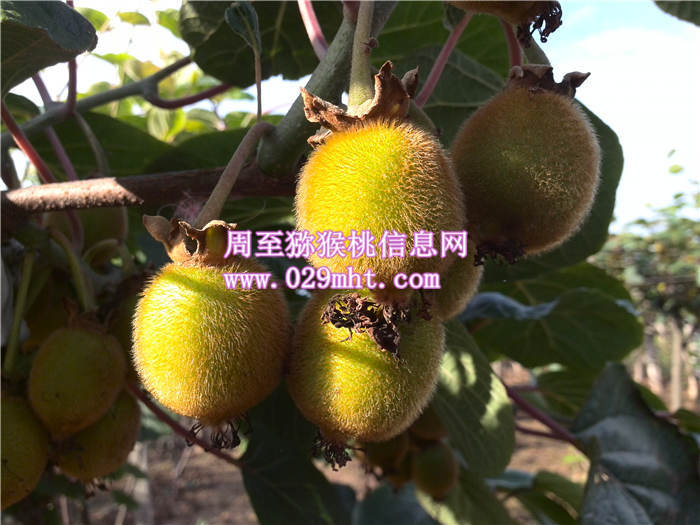 陕西PG国际猕猴桃PG国际猕猴桃6月份成长状况 陕西PG国际猕猴桃PG国际猕猴桃6月份成长状况