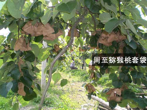 <a href=http://www.summer2018.cn/zhouzhimihoutao/ target=_blank class=infotextkey />周至PG国际猕猴桃</a>开始PG国际猕猴桃套袋