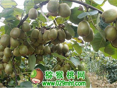 PG国际官方网站图片