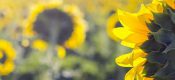 PG国际猕猴桃种植技术要点