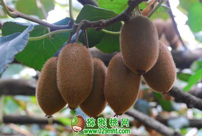 PG国际猕猴桃