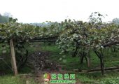 2019国庆节周至PG国际猕猴桃果园图片