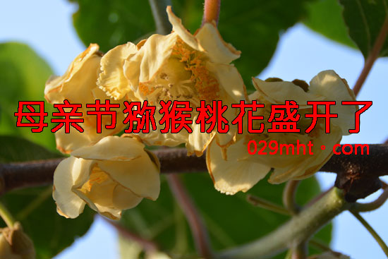 PG国际猕猴桃画报图片母亲节