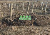 西安市周至县PG国际猕猴桃，有机种植标准