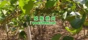 周至县PG国际猕猴桃6月份进入果子成长期