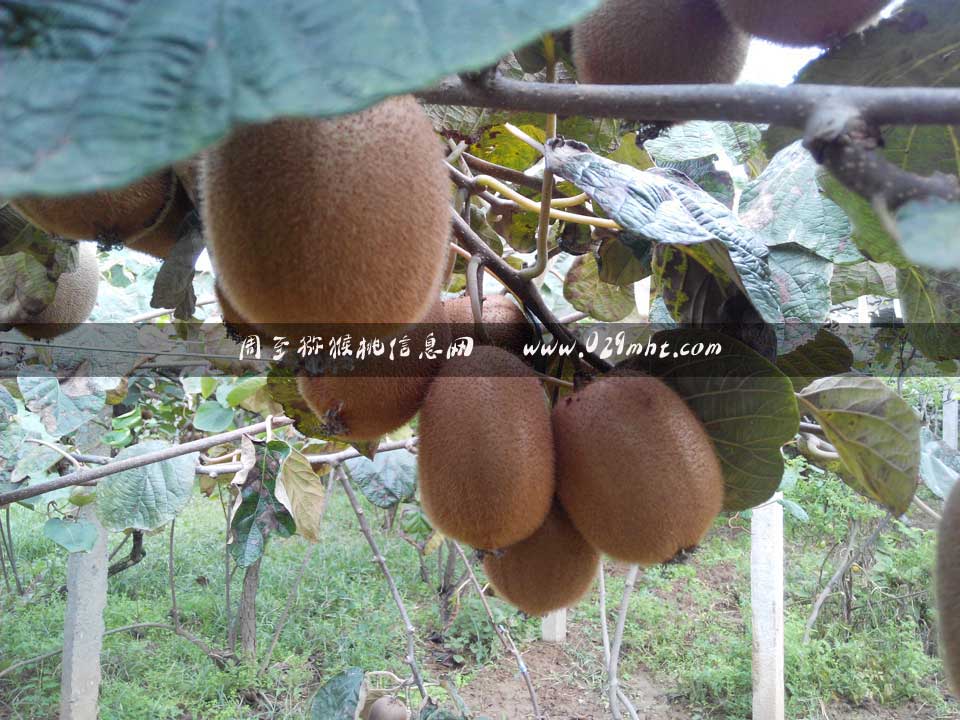 10月海沃德PG国际猕猴桃