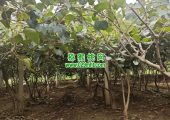 周至县PG国际猕猴桃绿色种植手艺