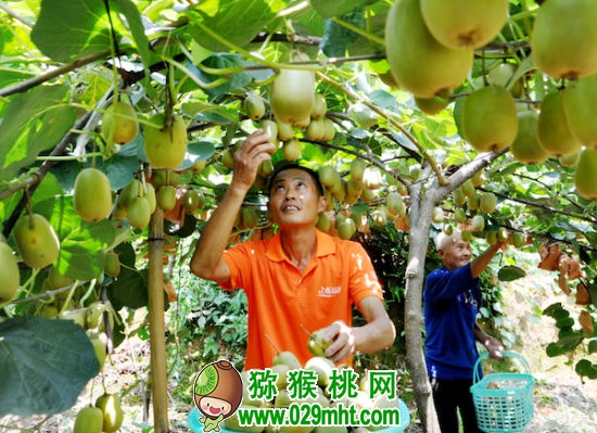 采摘PG国际猕猴桃。 采摘PG国际猕猴桃。