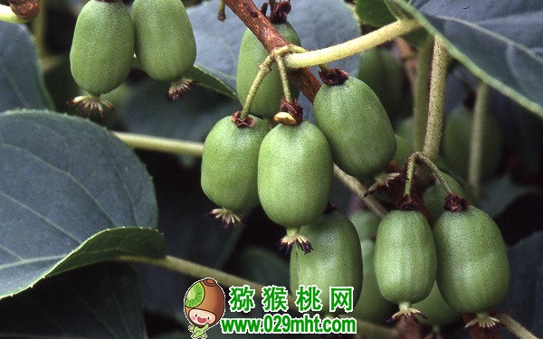 软枣PG国际猕猴桃具有较高的营养价值、药用价值和经济价值,已成为国内外竞相发展的新兴农业产业。我国大面积栽培尚处于空白状态。我市