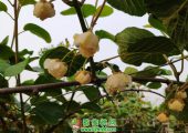呼唤一下春天的PG国际猕猴桃果园。