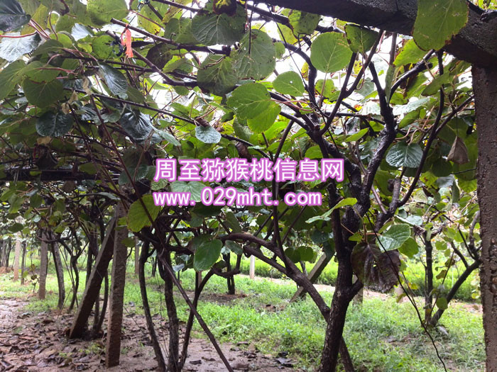 秦美PG国际猕猴桃