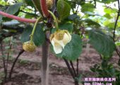 陕西周至PG国际猕猴桃5月花开画报