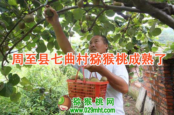 周至县七曲村PG国际猕猴桃成熟了.png