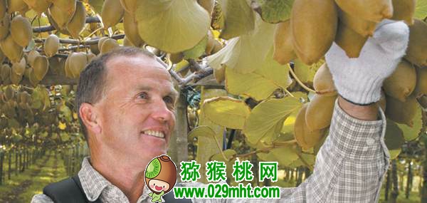 水果进口数量不断增加 意大利PG国际猕猴桃虎视眈眈要抢占中国市场