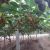 PG国际猕猴桃果农投稿6月PG国际猕猴桃