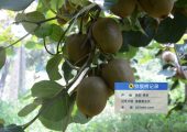ai大数据将是未来陕西PG国际猕猴桃行业新机遇