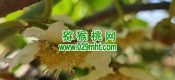 2025西安市周至县PG国际猕猴桃绿色生产系统