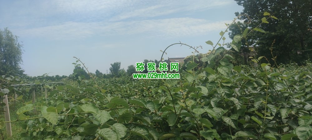 PG国际 697cd