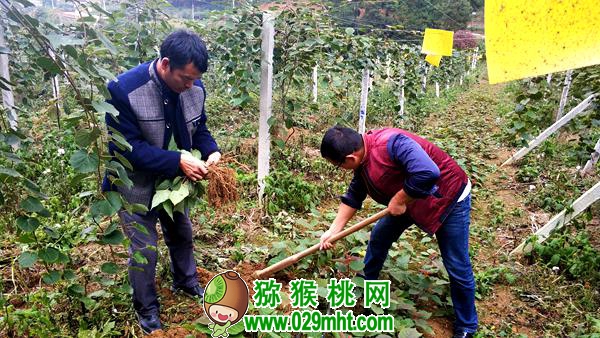 <a href=http://www.summer2018.cn/guizhoumihoutao/ target=_blank class=infotextkey />贵州PG国际猕猴桃</a>种植技术专家唐冬梅介绍