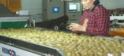 国际化市场的周至PG国际猕猴桃