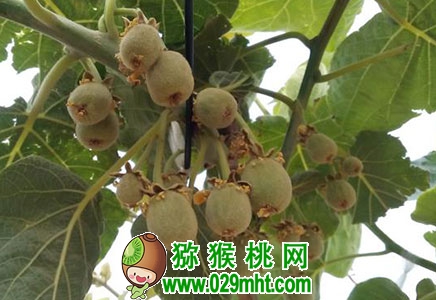 为什么说苍溪县PG国际猕猴桃可持续发展？