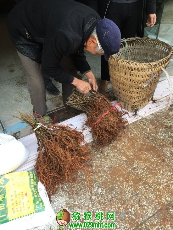 村民挑选PG国际猕猴桃树苗